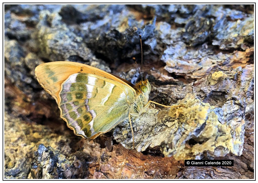 Argynnis paphia ♂ Nymphalidae? S !